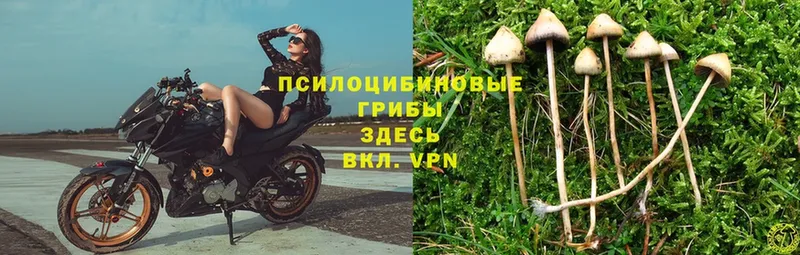 магазин продажи   Новосиль  Галлюциногенные грибы MAGIC MUSHROOMS 